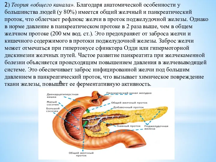 а. 2) Теория «общего канала». Благодаря анатомической особенности у большинства