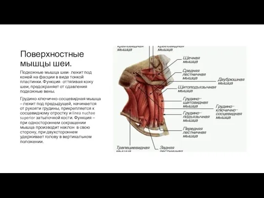 Поверхностные мышцы шеи. Подкожные мышца шеи- лежит под кожей на