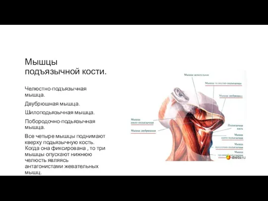 Мышцы подъязычной кости. Челюстно-подъязычная мышца. Двубрюшная мышца. Шилоподьязычная мышца. Побородочно-подьязычная