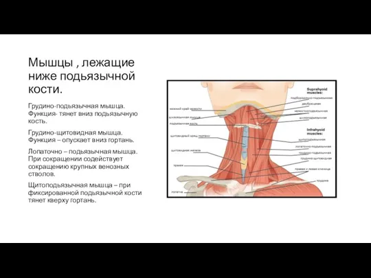 Мышцы , лежащие ниже подьязычной кости. Грудино-подьязычная мышца. Функция- тянет