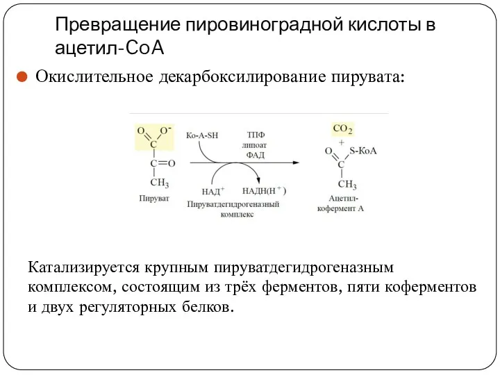 Превращение пировиноградной кислоты в ацетил-CoA Окислительное декарбоксилирование пирувата: Катализируется крупным