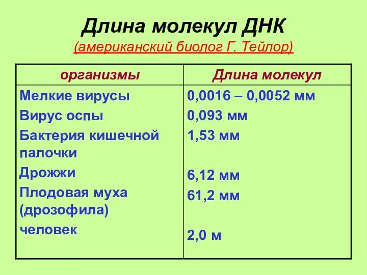 Длина молекул ДНК (американский биолог Г. Тейлор)