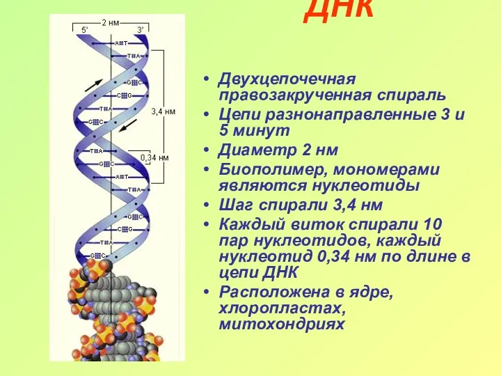 ДНК Двухцепочечная правозакрученная спираль Цепи разнонаправленные 3 и 5 минут