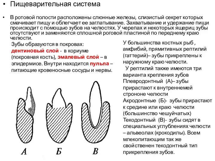 Пищеварительная система В ротовой полости расположены слюнные железы, слизистый секрет