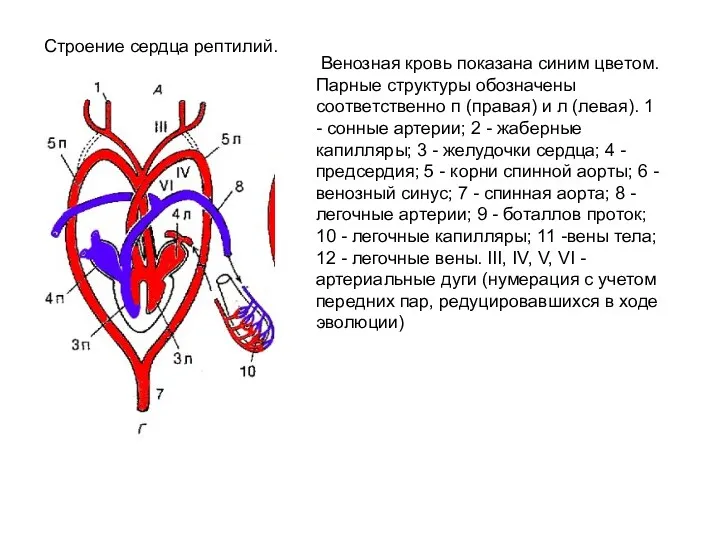 Строение сердца рептилий. Венозная кровь показана синим цветом. Парные структуры