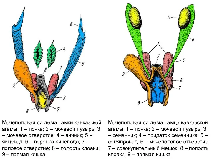 Мочеполовая система самки кавказской агамы: 1 – почка; 2 –