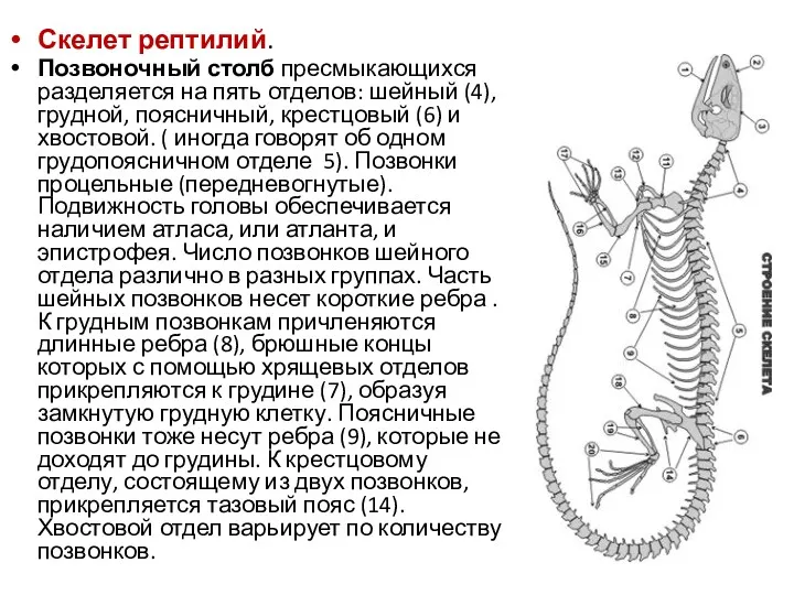 Скелет рептилий. Позвоночный столб пресмыкающихся разделяется на пять отделов: шейный