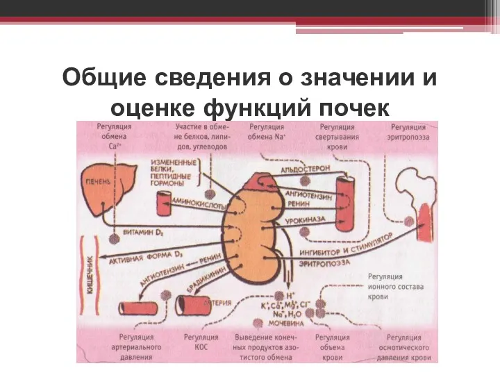 Общие сведения о значении и оценке функций почек