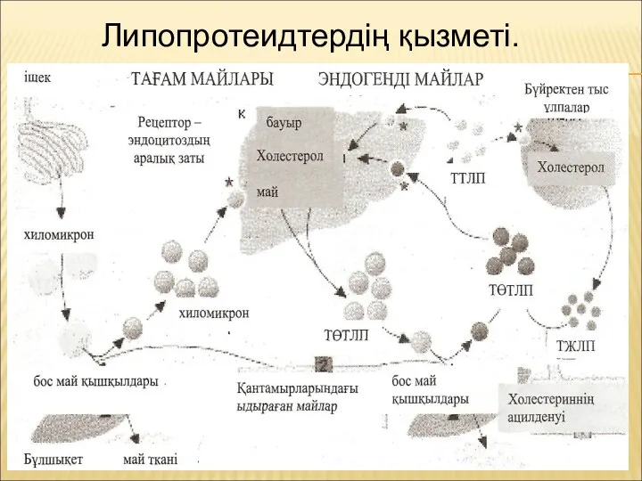 Липопротеидтердің қызметі.