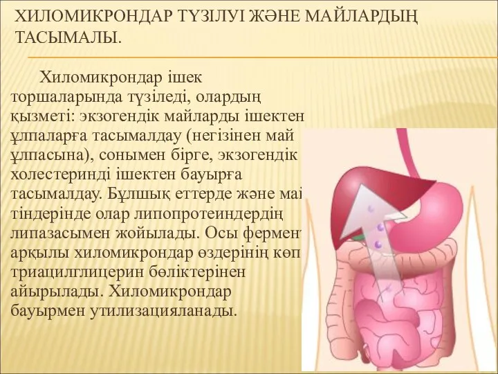 ХИЛОМИКРОНДАР ТҮЗІЛУІ ЖӘНЕ МАЙЛАРДЫҢ ТАСЫМАЛЫ. Хиломикрондар ішек торшаларында түзіледі, олардың