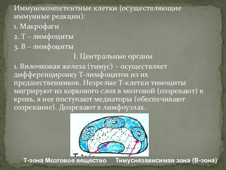 Иммунокомпетентные клетки (осуществляющие иммунные реакции): 1. Макрофаги 2. Т –