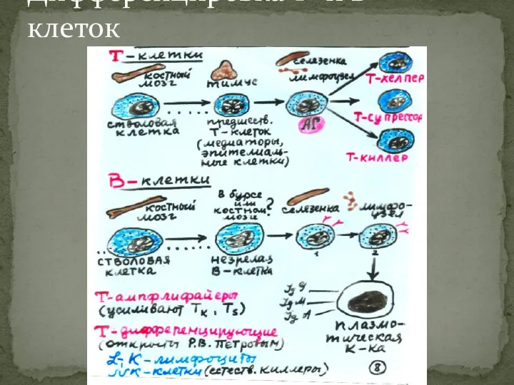 Дифференцировка Т- и В- клеток