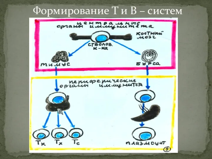 Формирование Т и В – систем иммунитета