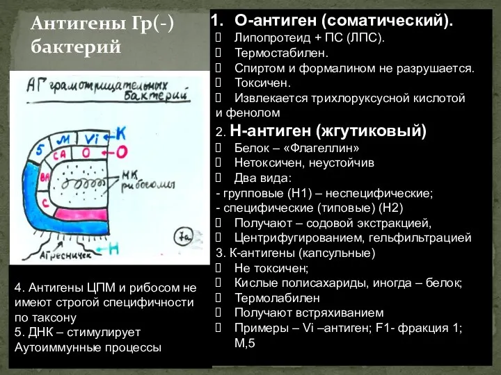 Антигены Гр(-) бактерий О-антиген (соматический). Липопротеид + ПС (ЛПС). Термостабилен.