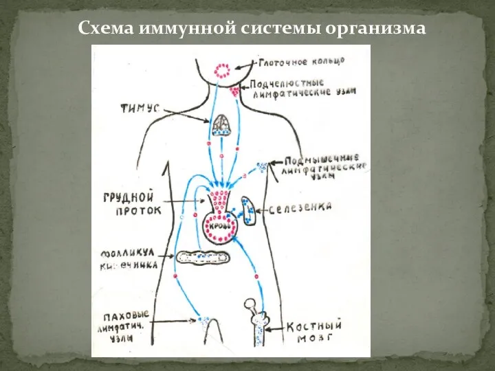 Схема иммунной системы организма