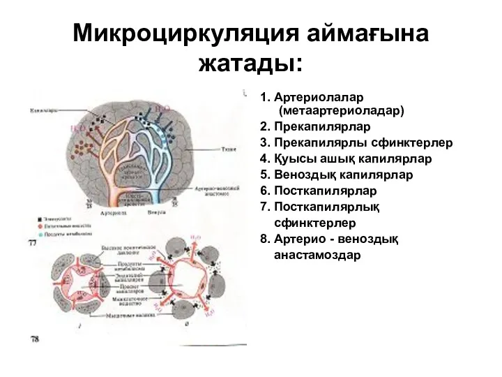 Микроциркуляция аймағына жатады: 1. Артериолалар (метаартериоладар) 2. Прекапилярлар 3. Прекапилярлы