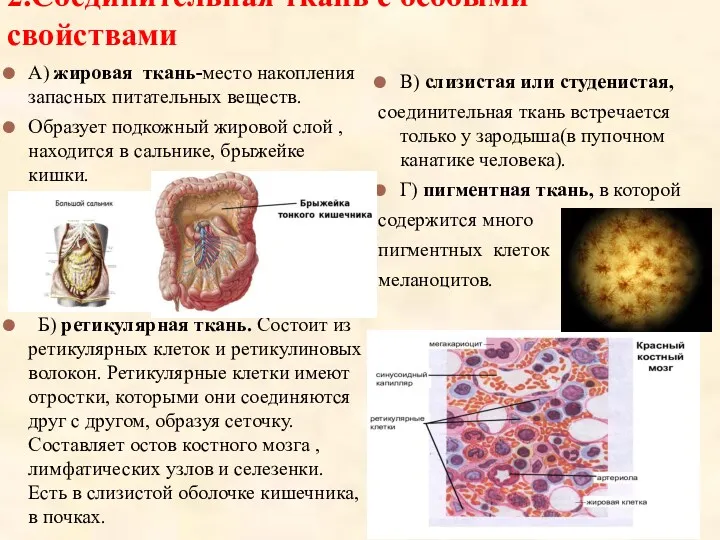 2.Соединительная ткань с особыми свойствами А) жировая ткань-место накопления запасных