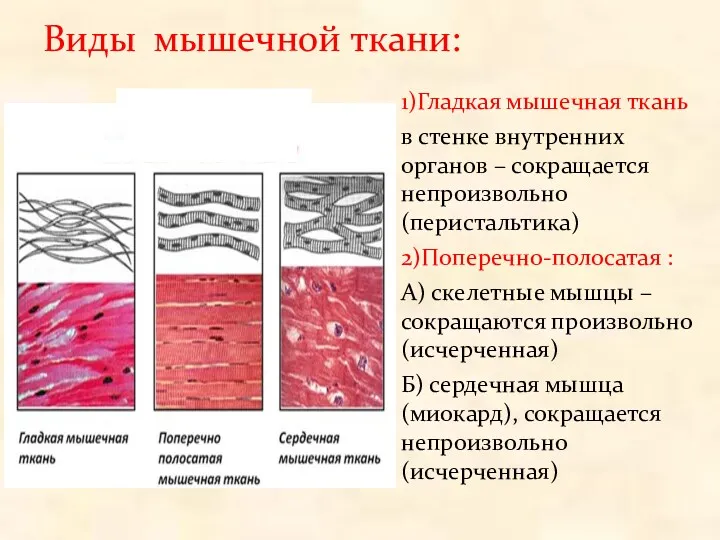 Виды мышечной ткани: 1)Гладкая мышечная ткань в стенке внутренних органов