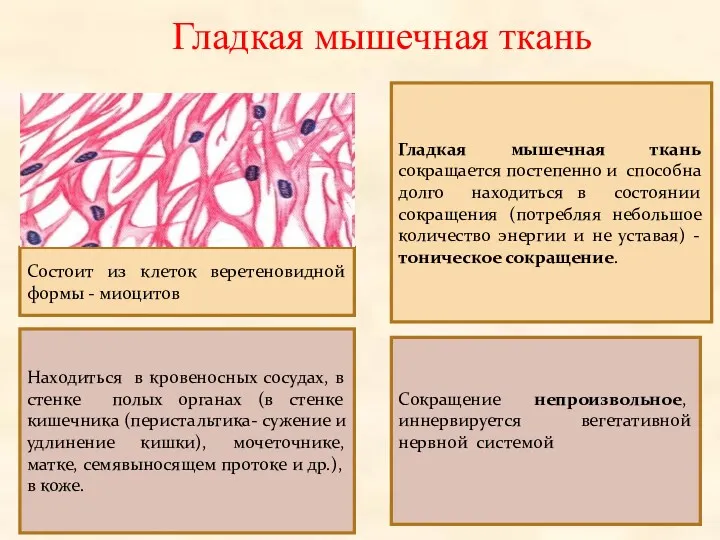 Гладкая мышечная ткань Состоит из клеток веретеновидной формы - миоцитов