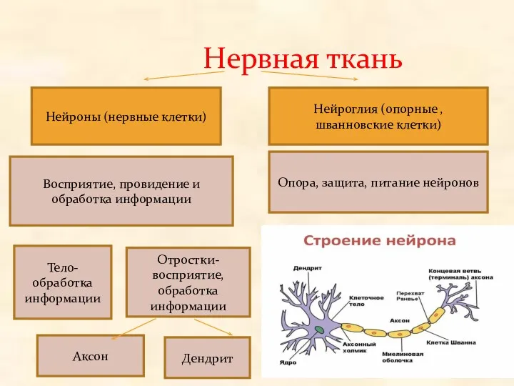 Нервная ткань Нейроны (нервные клетки) Нейроглия (опорные , шванновские клетки)