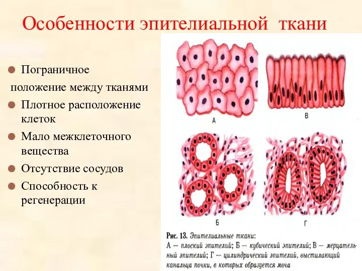 Особенности эпителиальной ткани Пограничное положение между тканями Плотное расположение клеток