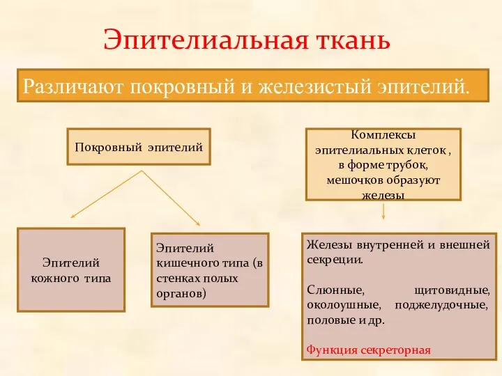 Эпителиальная ткань Различают покровный и железистый эпителий. Покровный эпителий Эпителий