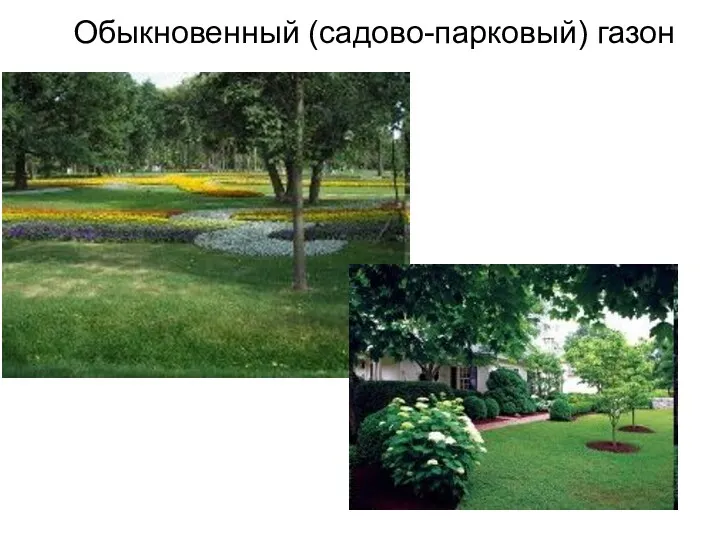 Обыкновенный (садово-парковый) газон