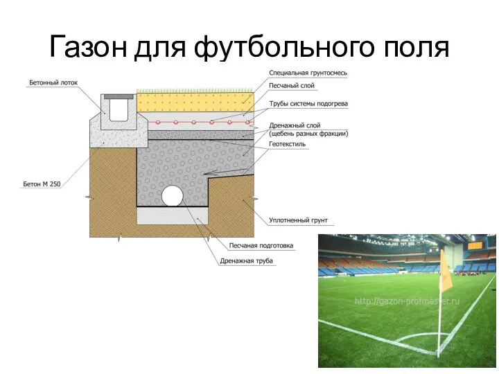 Газон для футбольного поля