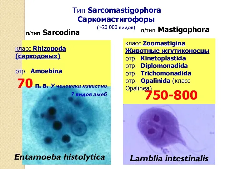 Тип Sarcomastigophora Саркомастигофоры (~20 000 видов) п/тип Sarcodina п/тип Mastigophora