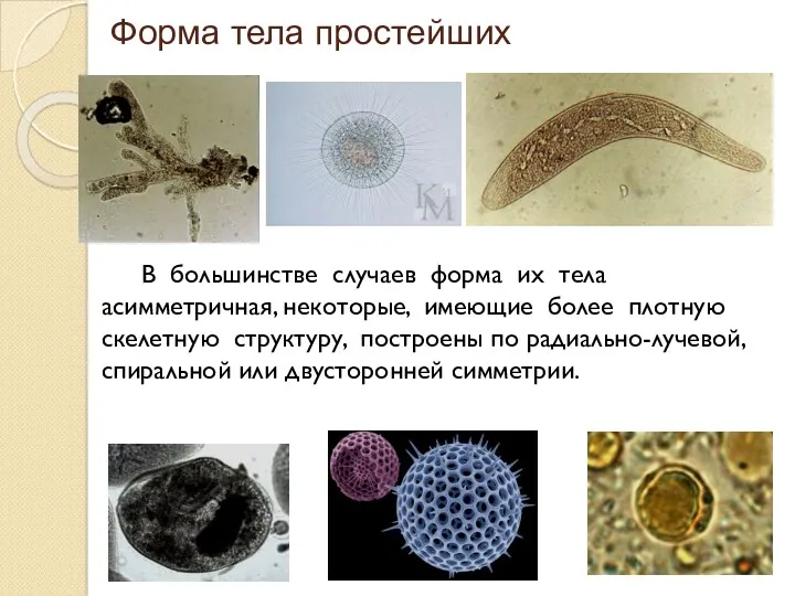 Форма тела простейших В большинстве случаев форма их тела асимметричная,