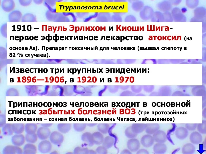 Trypanosoma brucei Известно три крупных эпидемии: в 1896—1906, в 1920