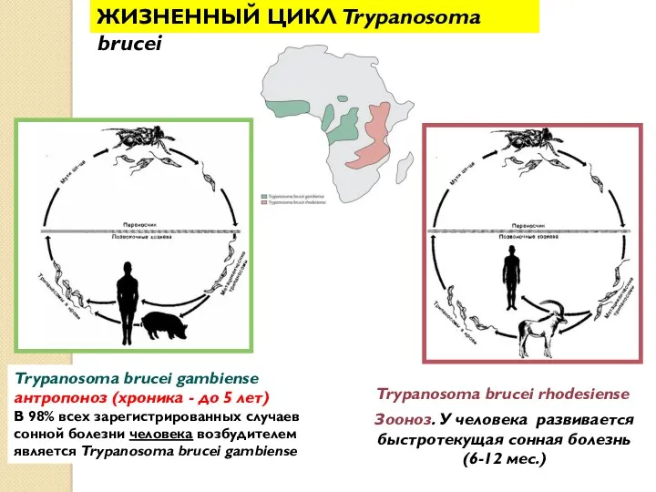 ЖИЗНЕННЫЙ ЦИКЛ Trypanosoma brucei Trypanosoma brucei rhodesiense Trypanosoma brucei gambiense