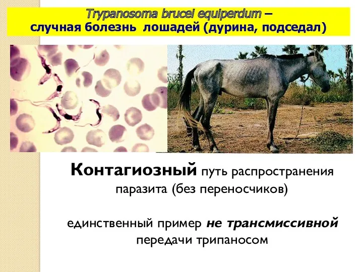 Trypanosoma brucei equiperdum – случная болезнь лошадей (дурина, подседал) Контагиозный