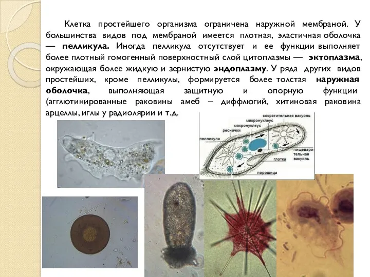 Клетка простейшего организма ограничена наружной мембраной. У большинства видов под