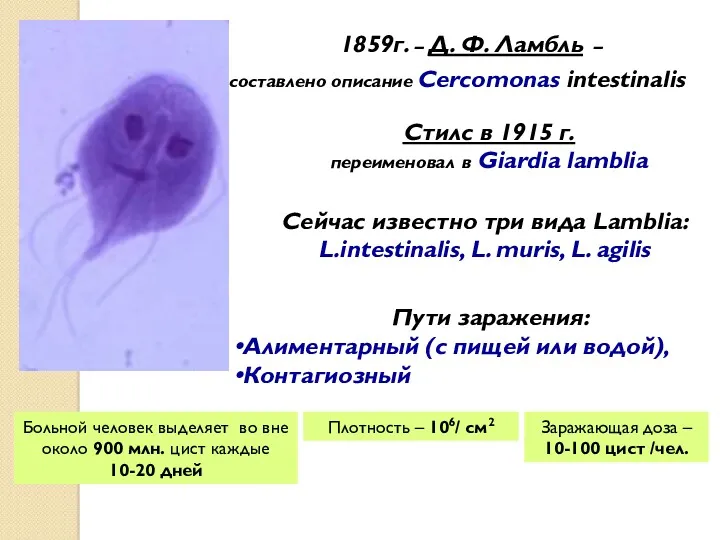 1859г. – Д. Ф. Ламбль – составлено описание Cercomonas intestinalis