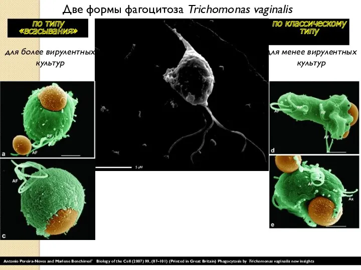 Две формы фагоцитоза Trichomonas vaginalis по классическому типу для менее