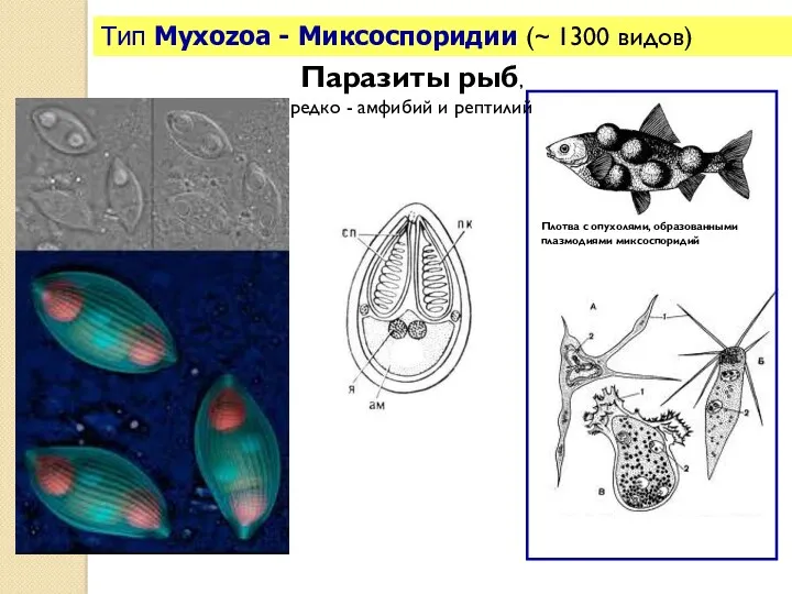 Тип Myxozoa - Миксоспоридии (~ 1300 видов) Паразиты рыб, редко