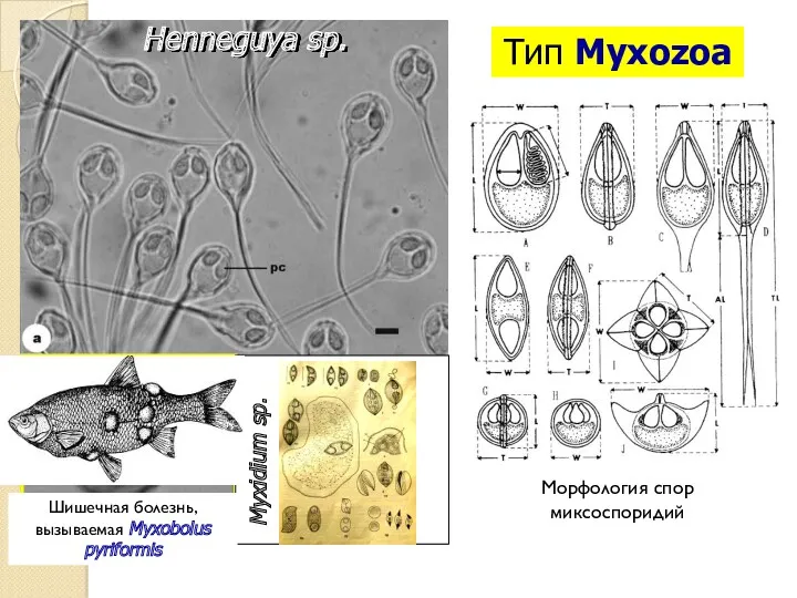Myxobolus sp. Henneguya sp. Морфология спор миксоспоридий Тип Myxozoa Myxidium sp.