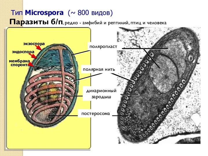 Тип Microspora (~ 800 видов) Паразиты б/п, редко - амфибий