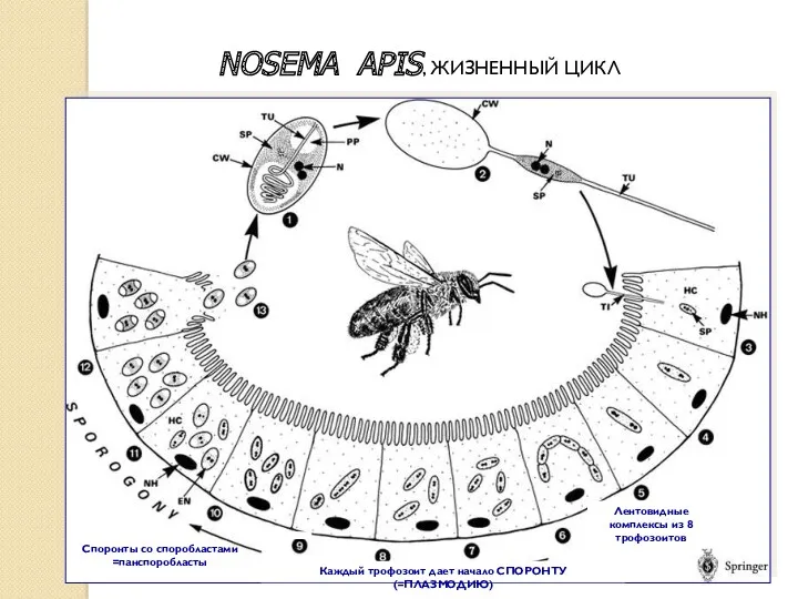 NOSEMA APIS, ЖИЗНЕННЫЙ ЦИКЛ Лентовидные комплексы из 8 трофозоитов Споронты