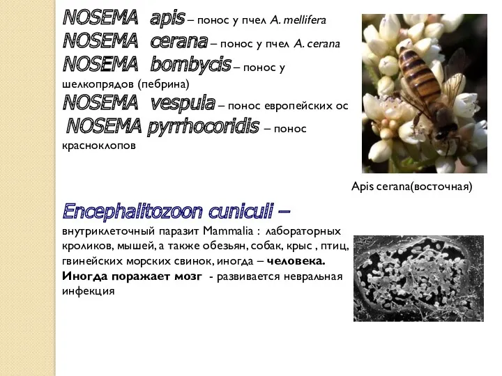 NOSEMA apis – понос у пчел A. mellifera NOSEMA cerana