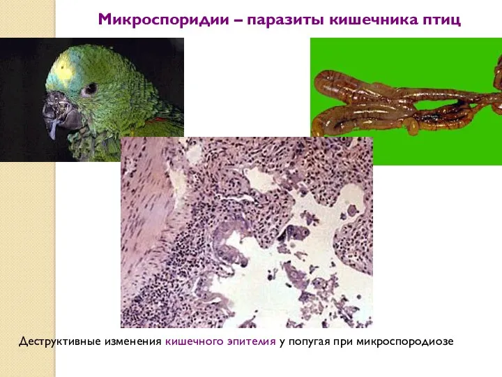 Микроспоридии – паразиты кишечника птиц Деструктивные изменения кишечного эпителия у попугая при микроспородиозе
