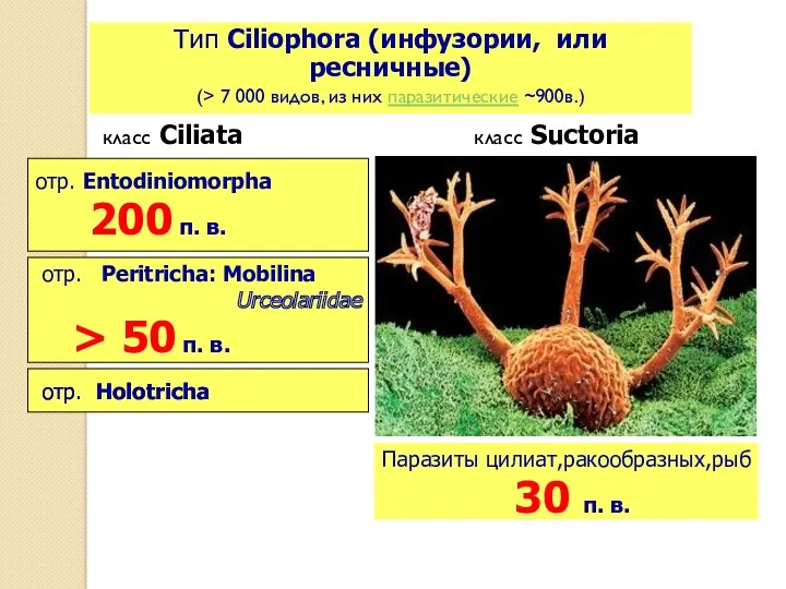 Тип Ciliophora (инфузории, или ресничные) (> 7 000 видов, из