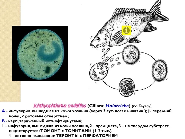 Томонт с томитами Ichthyophthirius multifilus (Сiliata: Holotricha) (по Бауеру) А