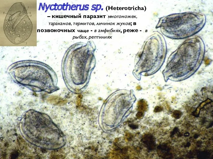 Nyctotherus sp. (Heterotricha) – кишечный паразит многоножек, тараканов, термитов, личинок