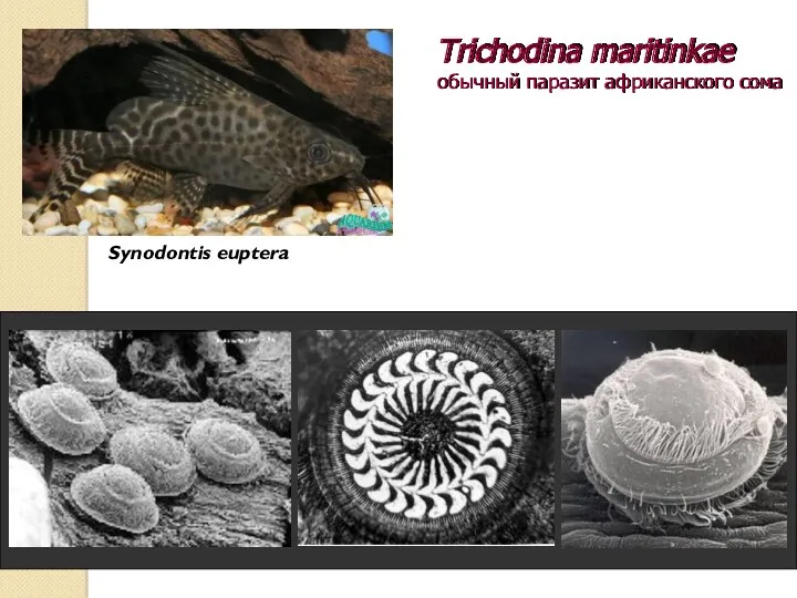 Trichodina maritinkae обычный паразит африканского сома Synodontis euptera