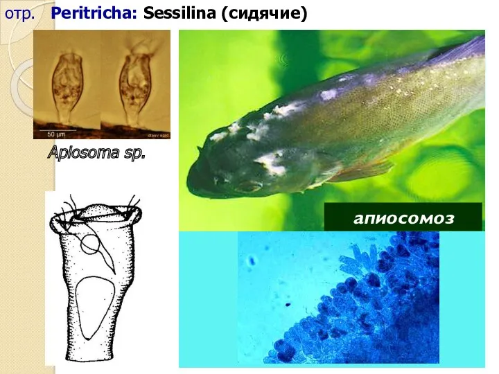 Apiosoma sp. отр. Peritricha: Sessilina (сидячие) апиосомоз