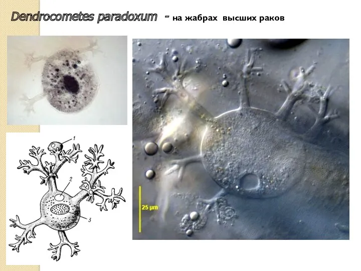 Dendrocometes paradoxum - на жабрах высших раков