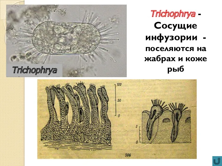 Trichophrya -Сосущие инфузории - поселяются на жабрах и коже рыб Trichophrya