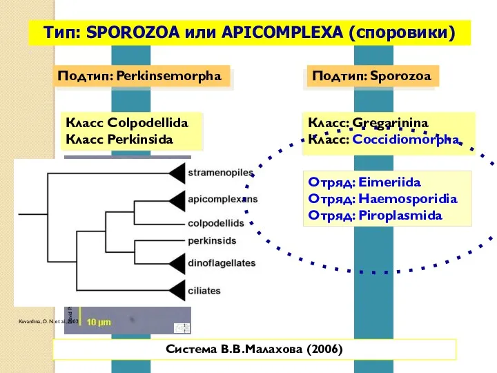 Тип: SPOROZOA или APICOMPLEXA (споровики) Подтип: Perkinsemorpha Класс Colpodellida Класс